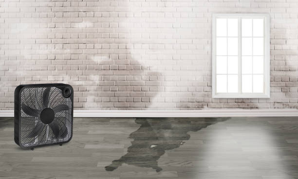 Best Mold removal after water damage  in Lexington, NE